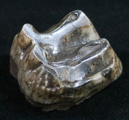 Pleistocene Fossil Tapir Molar - Florida #9959